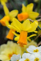 Narcisse 'Jetfire', un bulbe de jonquille cyclamineus à fleurs bicolores.