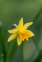 Narcisse 'Sweetness', une jonquille robuste, jaune vif, délicieusement parfumée souvent avec plus d'une fleur par tige. Fleurs en mars.
