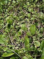 Feuillage de Chrysosplenium macrophyllum au printemps