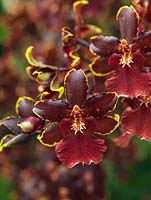 Odontoglossum Colmanara 'Bob Cat', un hybride d'orchidées à feuilles persistantes. Plante d'intérieur.