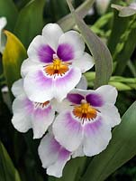 Miltoniopsis 'Andy Easton', un hybride d'orchidées à feuilles persistantes connu sous le nom de 'pansy orchid '. Plante d'intérieur.