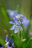 Scilla siberica, la Sibérie Squill, une ampoule vivace produisant des fleurs bleues hochées de tête au printemps.