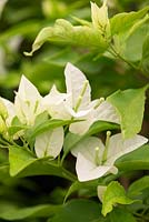 Bougainvillea Singapore White, une plante épineuse arbustive et compacte avec des bractées blanches.