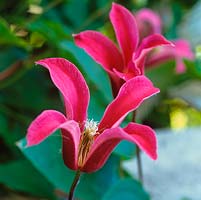 Clematis texensis 'Princess Diana' ou 'Princess of Wales', une plante grimpante à floraison tardive aux fleurs délicates, rose foncé, en forme de cloche. À feuilles caduques.