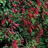 Eccremocarpus scaber, fleur de la gloire chilienne, un grimpant à feuilles persistantes à croissance rapide portant des fleurs tubulaires rouge orangé de la fin du printemps.