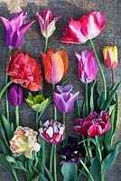Fleurs coupées - tulipes sur table. Tulipa 'Cartouche', Tulipa 'Sun Lover', Tulipa 'Holland Queen', Tulipa 'Estella Rijnveld', Tulipa 'Yonina', Tulipa 'Black Parrot', Tulipa 'Dream Touch', Tulipa 'Curly Sue', Tulipa Formosa, Tulipa 'Virichic'