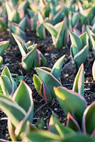 Tulipa Darwin Hybrid 'Jaap Groot' jeunes pousses