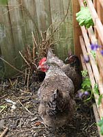 Deux poules nommées Gertrude et Alice B Toklas au fond du jardin. Ils pondent 2 œufs par jour.