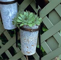 Les pots muraux de plantes succulentes ajoutent de l'intérêt à une étendue terne de treillis ombragé.