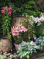 Immense pot crétois en terre cuite à côté de lys hybrides asiatiques et de Lilium blanc 'Casa Blanca', et de pots d'hostas - 'Gold Standard' et 'Aureomarginata '.