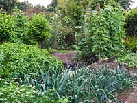 Potager de bordures végétales surélevées plantées de haricots rouges formés sur une charpente métallique, pommes de terre, poireaux, carottes et pois sucrés poussant sur un support de rameau.