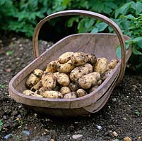 Légumes organiques. Charlotte de pommes de terre fraîchement extraite du sol à la fin de l'été.