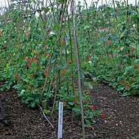 Dans un potager biologique clos de 2 hectares, au début de l'été, les haricots de coureur Lady Di sont supportés sur une charpente de canne à sucre. Étiquette de plante en bois.