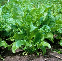 Dans un jardin potager biologique clos de 2 hectares, au début de l'été, des rangées de betteraves blanches.