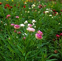Bracteantha bracteata, fleur de paille éternelle, une fleur papyracée semblable à une marguerite qui sèche bien pour les compositions florales d'intérieur.