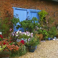 Petite cour ensoleillée avec sol en gravier et pots de pétunia, géranium, phormium décalé contre une porte peinte en bleu dans un vieux mur de briques.