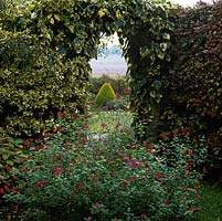 Salvia microphylla, vue de la pyramide d'if et des champs au-delà à travers l'arc dans le mur de briques recouvert d'hélice Hedera et Euonymus fortunei Emerald n Gold.