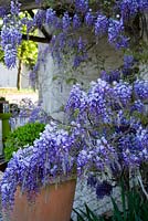 Wisteria Sinensis poussant à travers la grange ouverte. Bel Pech, Castelnau de Montmiral, Tarn, Midi Pyrénées, France.