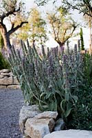 Le jardin d'oliviers avec des parterres de fleurs en pierre sèche avec stachys byzance à Bel Pech, Castelnau de Montmiral, Tarn, Midi Pyrénées, France.