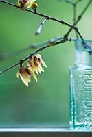 Un brin de Chimonanthus praecox 'Grandiflora' dans une bouteille en verre victorienne sur un rebord de fenêtre - Wintersweet