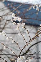 Prunus x subhirtella 'Autumnalis' - Cerisier à fleurs d'hiver. Janvier, hiver.