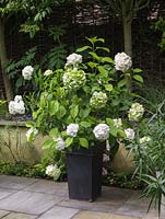 Pot de couleur anthracite planté d'hortensia blanc.