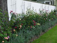 Nouveau parterre de fleurs rose établi contre un mur ensoleillé avec des supports métalliques. Planté de lavande et de roses 'Darcy Bussell', 'Winchester Cathedral', 'Gertrude Jekyll', 'Hampshire', 'Falstaff '.