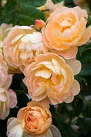 Rosa 'Lark Ascending', une rose anglaise élevée par David Austin Roses, fleurissant en juin et juillet