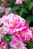Rosa Mundi, une vieille rose Gallica, fleurissant en juin et juillet