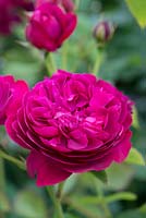 Rosa 'Darcey Bussell', une rose anglaise élevée par David Austin Roses, fleurissant en juin et juillet