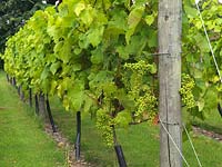 vitis vinifera - Un vignoble de vignes de Chardonnay de 6 ans, populaire pour la production de vin blanc.