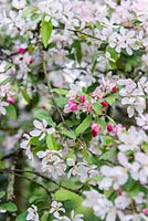Malus floribunda, pomme sauvage à fleurs japonaises