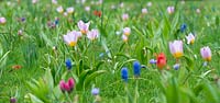 Jewel Meadow avec narcisses, tournesol, jacinthes de raisin et tulipes - Tulipa saxatalis Bakeri Group 'Lilac Wonder '.