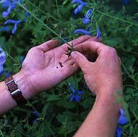 Collecte de graines dans une gousse de graines séchées coupée dans Salvia patens 'Cambridge Blue',