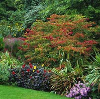 Parrotia persica, Ironwood persan, un petit arbre à feuilles caduques avec de riches feuilles vertes qui deviennent or, orange puis rouge pourpre en automne.