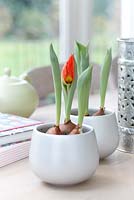 Tulipa 'Red Flair' plantée en pots pour forcer à l'intérieur