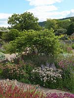 Un arbre de Judée - Cercis siliquastrum - parmi les parterres informels de plantes vivaces herbacées dans le Gravel Garden, Holt Organic Garden.