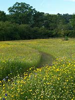 Chemin traversant une prairie annuelle de fleurs sauvages contenant Anthemis arvensis, Centaurea cyanus, Glebionis segetum, Ammi majus et Papaver rhoeas. Jardin biologique Holt.