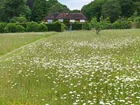 Une prairie de fleurs sauvages de marguerites à œil de boeuf, traversée par un chemin en herbe tondue, mène à la porte et au jardin, formant une belle vue depuis la maison au-dessus.