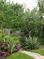 Un chemin sinueux traverse la pelouse, passant entre deux Astelia chathamica, contre un feuillage de bronze de heuchera ou astilbe, et par des oliviers et des bouleaux.