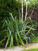 Astelia chathamica, un arbuste à feuilles persistantes, architectural et tendre avec des feuilles vert argenté en forme d'épée.