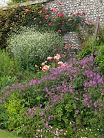 Rosa 'Just Joey', Crambe cordifolia et Geranium palmatum