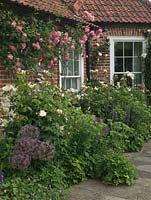 Terrasse ensoleillée bordée de parterres d'allium, eryngium, géranium rustique, Rosa Sally Holmes. Sur le mur, rose 'Mdme Gregoire Staechelin '.