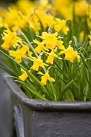 Narcisse 'Tete-a-Tete' dans un pot en plomb sur la terrasse ouest au printemps