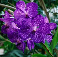 Vanda sansai - orchidée bleue tropicale, originaire de l'Inde et de la Birmanie. RHS Wisley Glasshouse abrite 5000 plantes tendres et semi-rustiques dans les zones arides, tempérées ou tropicales.