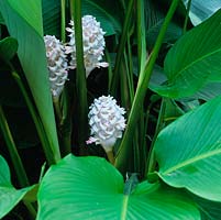 Calathea burle-Marxii 'Ice Blue' - grandes feuilles luxuriantes et épis de fleurs. RHS Wisley Glasshouse possède 5 000 plantes tendres ou semi-résistantes dans les zones arides, tempérées et tropicales.