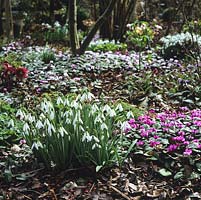 En hiver, le jardin boisé est dénudé, à l'exception des touffes de perce-neige de Galanthus elwesii 'David Shackleton', des aconites d'hiver, du cyclamen et des hellébores.
