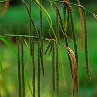 Carex pendula, carex pleureur, une vivace touffue à feuilles persistantes avec de longues épis de fleurs ressemblant à des chatons en été. Pousse à 1,5 m.