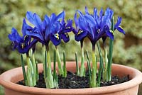 Iris histrioides 'Palm Spring'