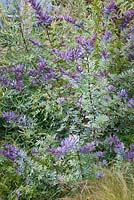 Acacia baileyana purpurea - Cootamundra Wattle